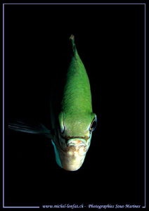 Face to Face... Que du bonheur... :O)... by Michel Lonfat 